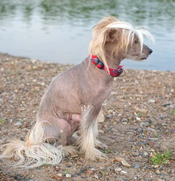 幸运女神'琪琪'